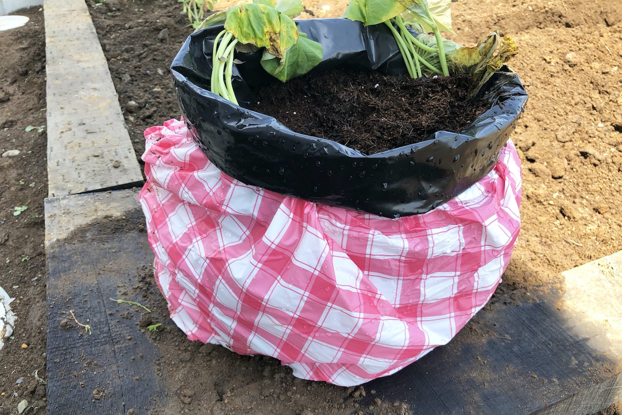 袋栽培のはじめ方 向いている野菜や失敗を防ぐやり方も紹介 となりのカインズさん