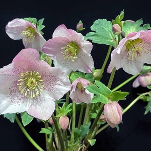 クリスマスローズの選び方｜育てやすい品種、良い苗の見分け方など紹介します