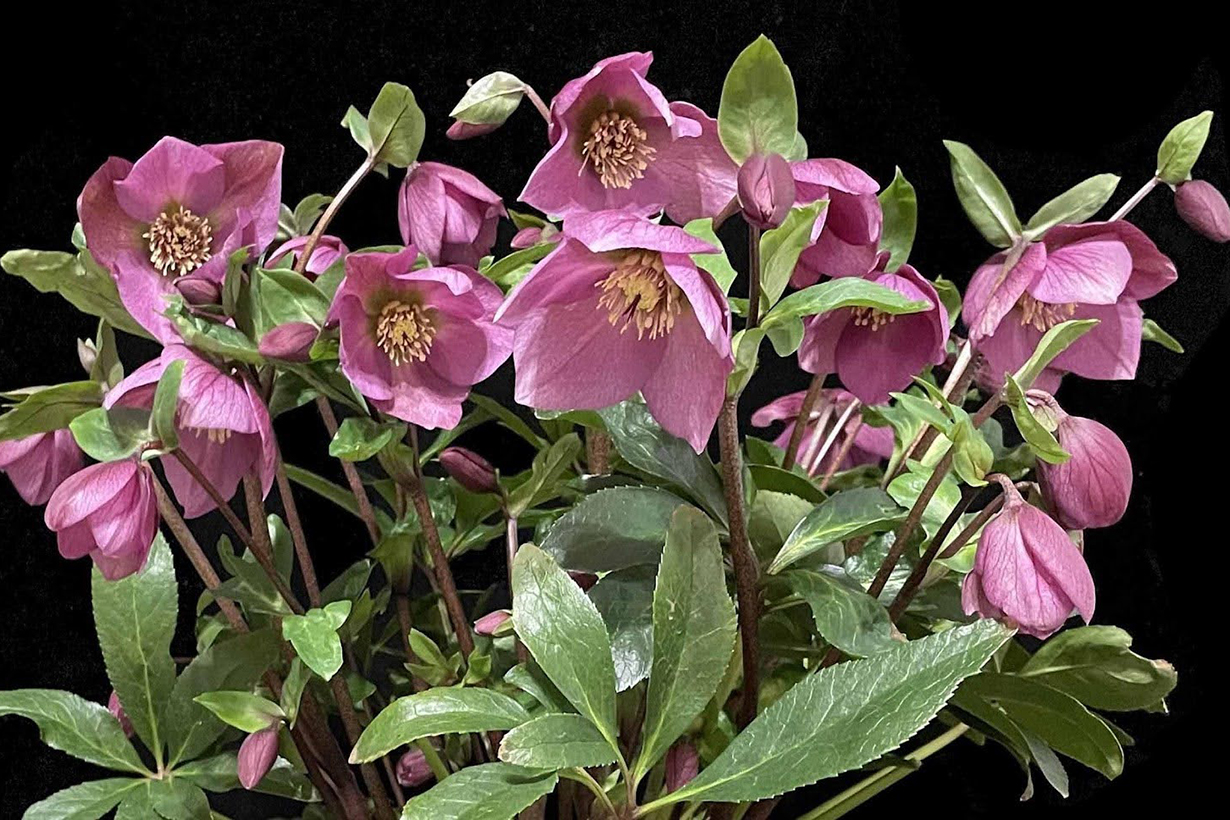 クリスマスローズの選び方｜育てやすい品種、良い苗の見分け方など紹介  