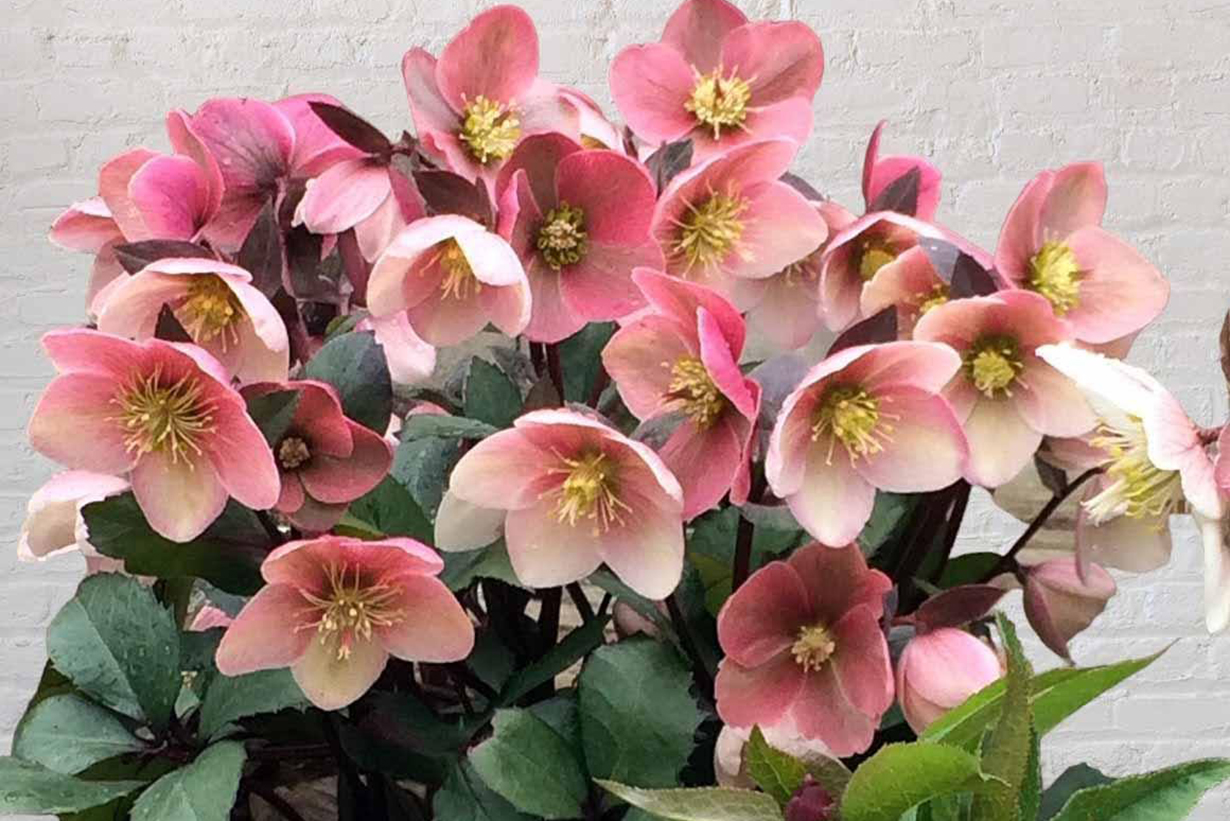 クリスマスローズの選び方｜育てやすい品種、良い苗の見分け方など紹介