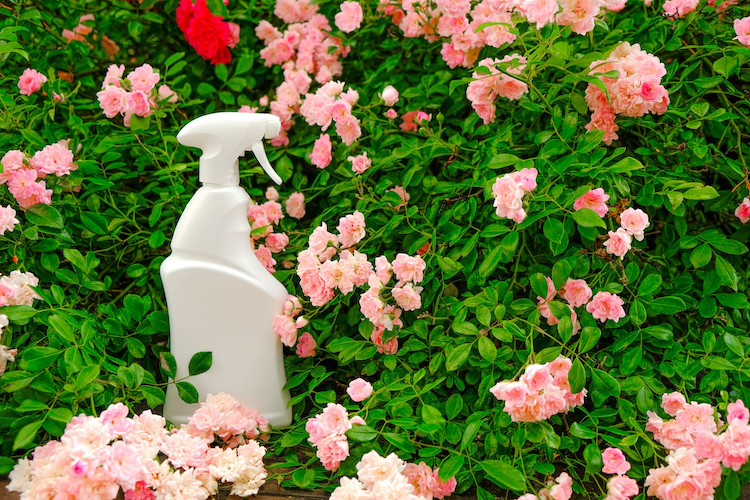バラの害虫被害を症状別に対策！ スプレーで便利に駆除しよう