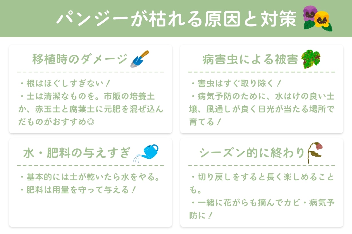 パンジーが枯れたらどうしたら 枯れる原因や対処法を解説します となりのカインズさん