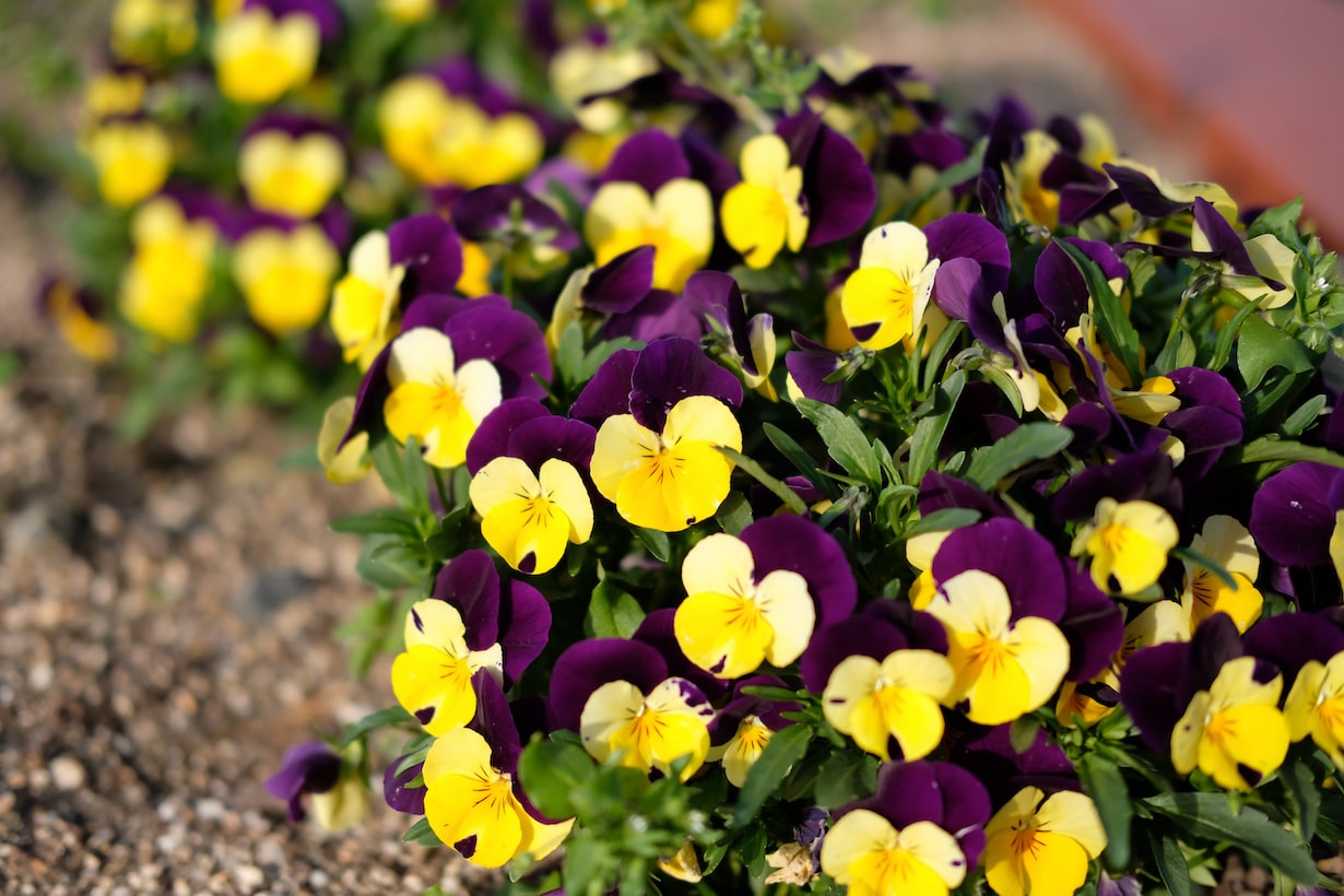 パンジーが枯れたらどうしたら 枯れる原因や対処法を解説します となりのカインズさん