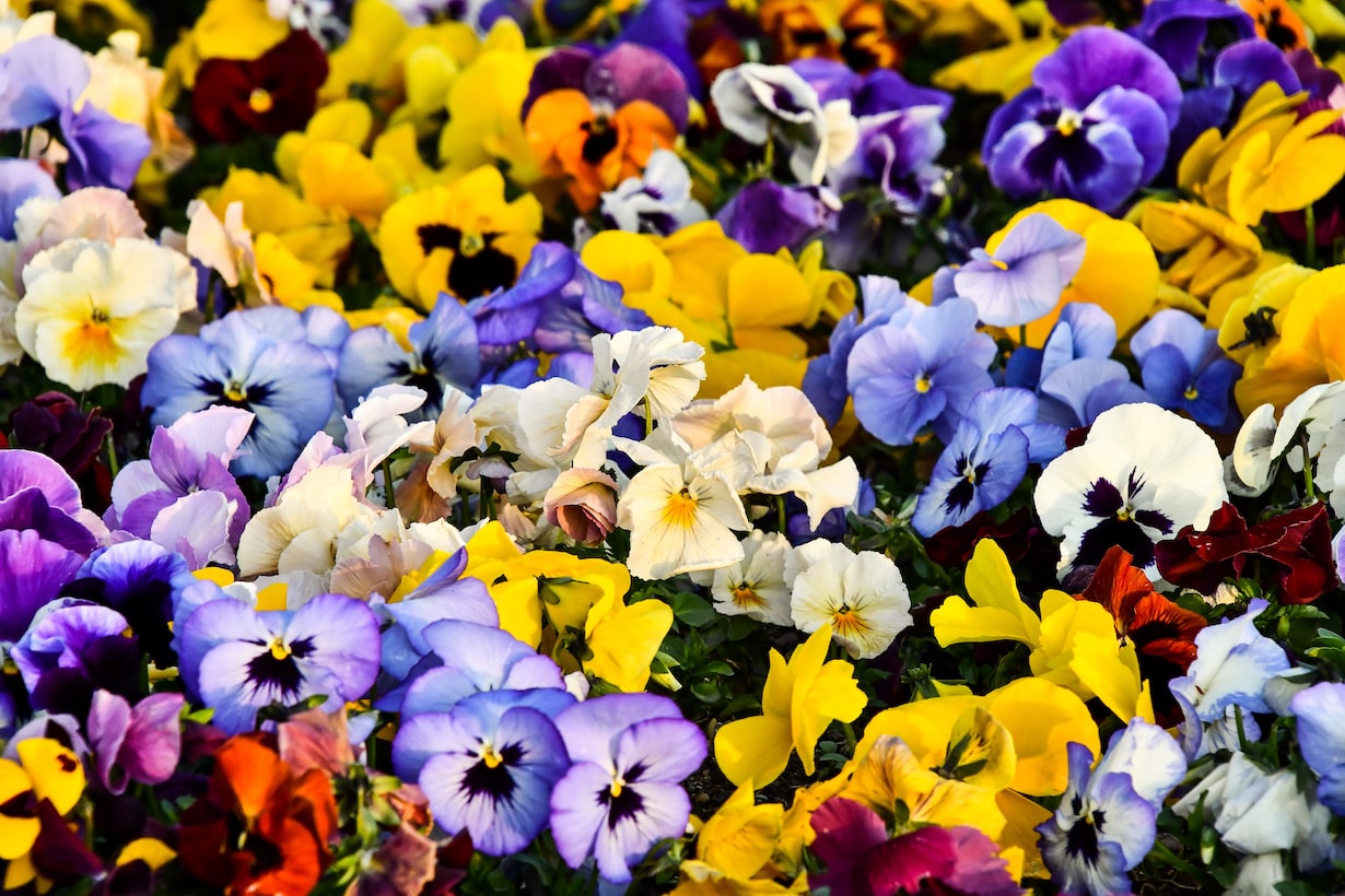 パンジーが枯れたらどうしたら 枯れる原因や対処法を解説します となりのカインズさん