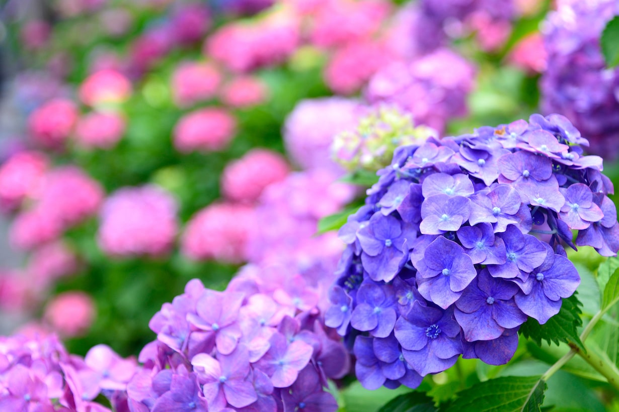 紫陽花の花が終わったら｜剪定や冬の植え替えについて詳しく解説