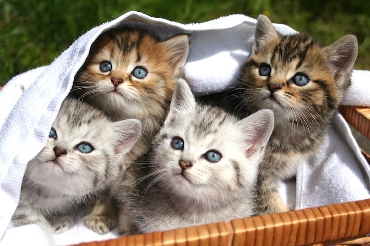 猫の年齢は見た目でわかる？ 歯や目から見分ける方法【獣医師監修】