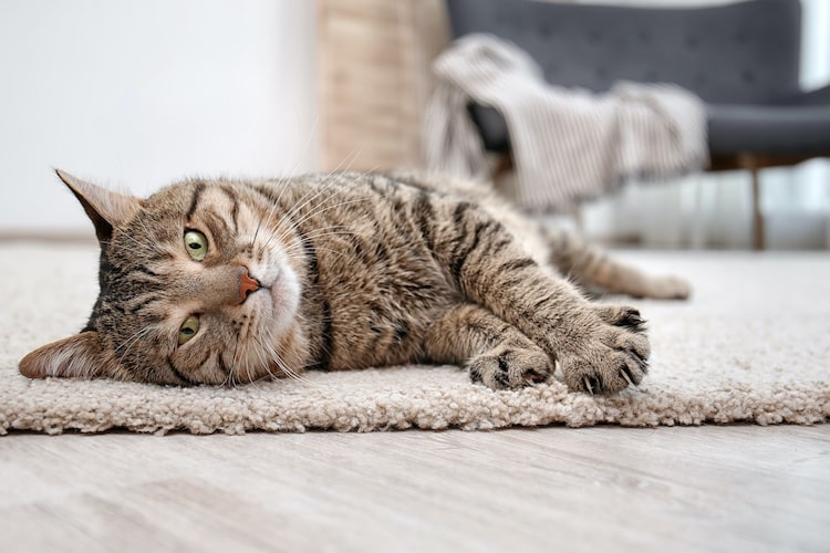 【獣医師監修】うっかり猫を踏んでしまった時の対処法