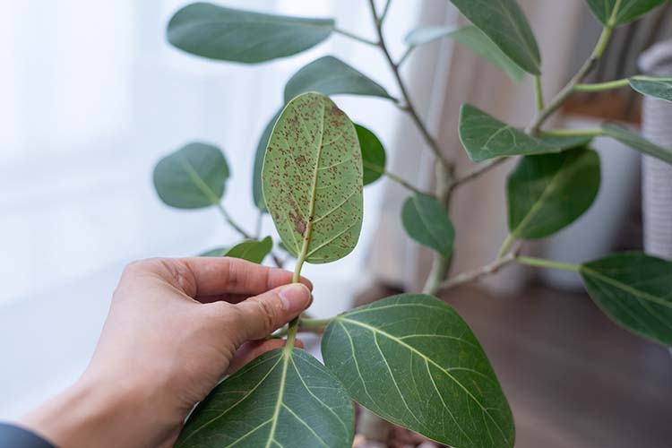 植物が感染するサビ病とは？ 発生する原因や対策方法を詳しく解説