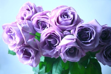 祝福 感謝 幸せ 希望 誠実など 素敵な意味の花言葉30選 となりのカインズさん