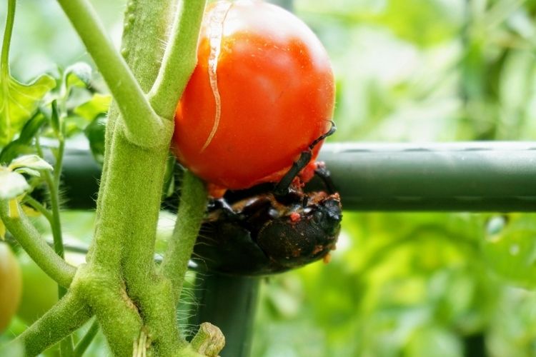 トマトの害虫対策｜葉や実に現れるサインや予防方法などを紹介します