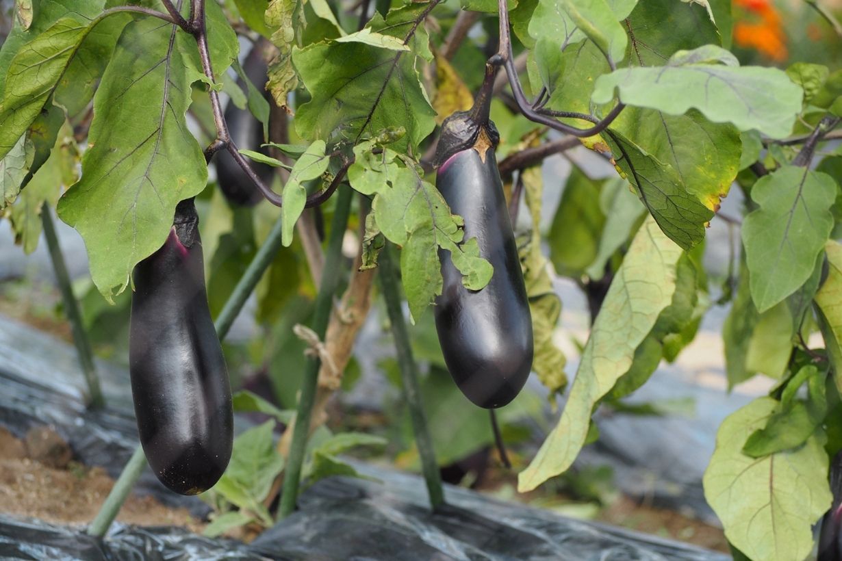 ナスの害虫対策 種類や駆除の仕方を紹介します アザミウマ コナジラミ となりのカインズさん ナスの害虫対策 種類や駆除の仕方を紹介します アザミウマ コナジラミ となりのカインズさん