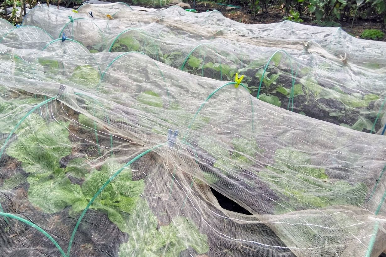 防虫ネットをかけたブロッコリー