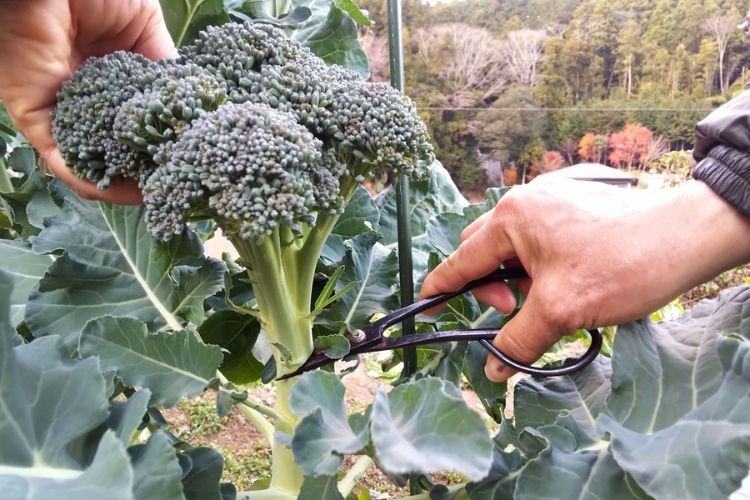 ブロッコリーの害虫対策｜害虫の種類や駆除の方法などを詳しく解説します