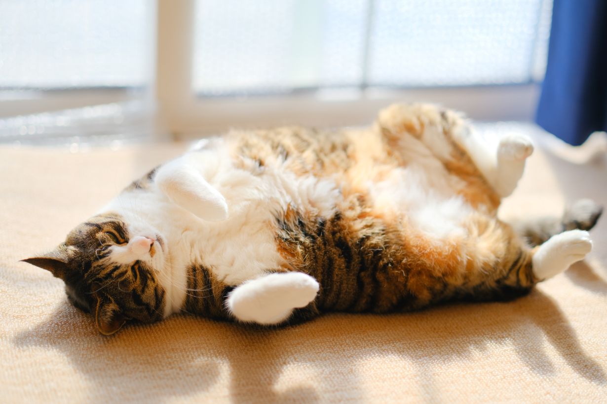 猫が寝る場所から読み解く 猫の性格とあなたとの関係性 となりのカインズさん