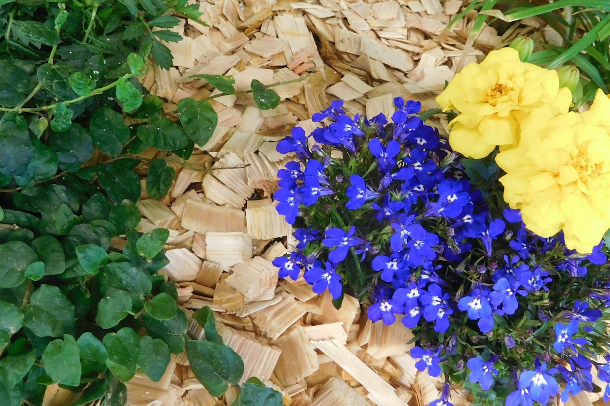 ガーデニングでウッドチップを使うメリットとは? 雑草への効果なども紹介 となりのカインズさん