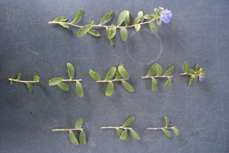 挿し木（挿し芽）とは？ 用土の選び方、おすすめの植物を紹介します