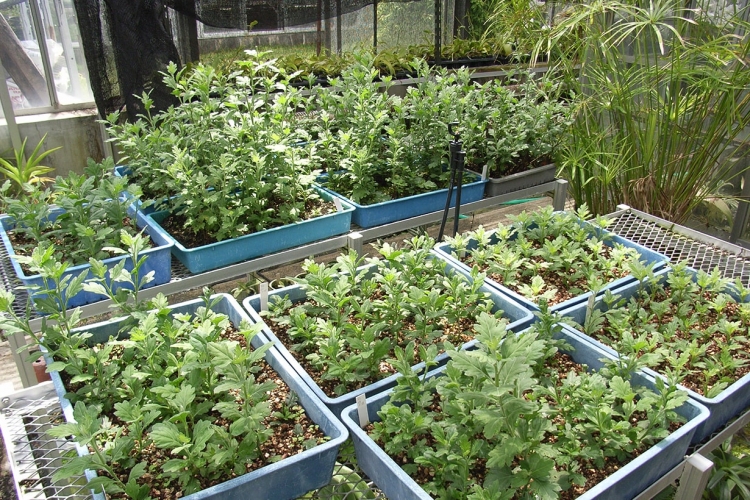 ✥ シマグミ 挿し穂 ✥ シマグミ /323 シマグミ/323