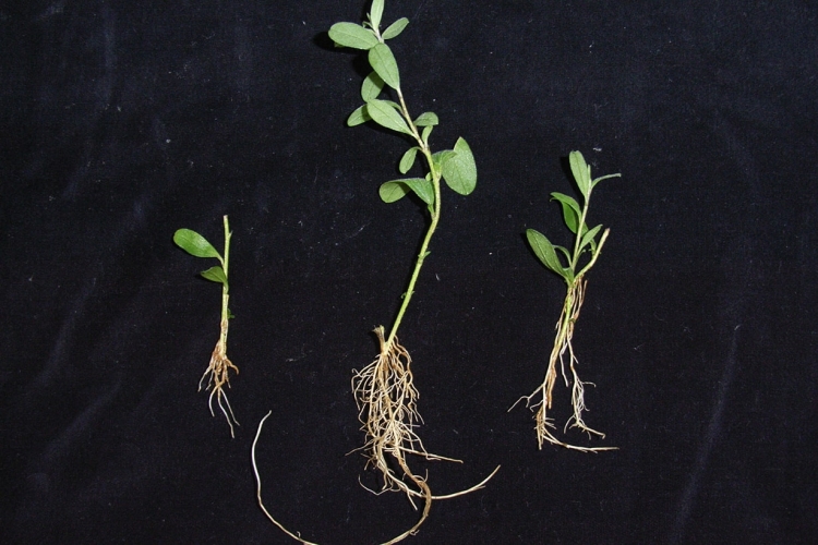 ✥ シマグミ 挿し穂 ✥ グミ 落葉性 シマグミの通販 苗木部 By 花ひろばオンライン