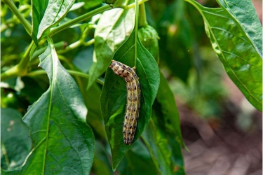 イガの駆除 予防方法を解説 衣類を守るための最適な方法とは となりのカインズさん