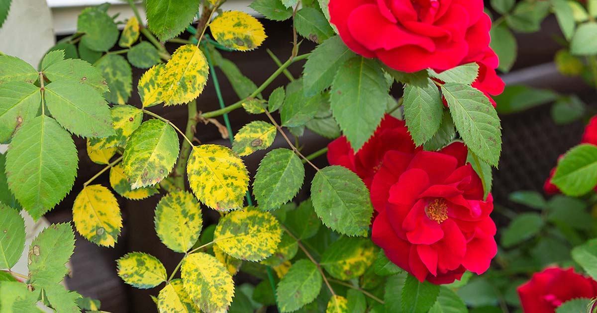 黒点病（黒星病）とはどんな症状？ ｜原因や治療方法を詳しく解説 となりのカインズさん