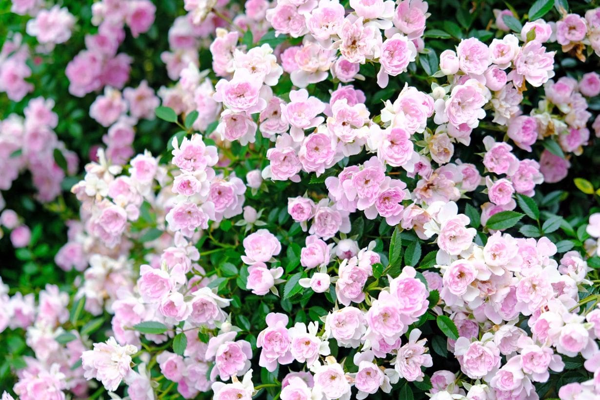 ミニバラの育て方 剪定や植え替え 冬越しの方法を紹介します となりのカインズさん