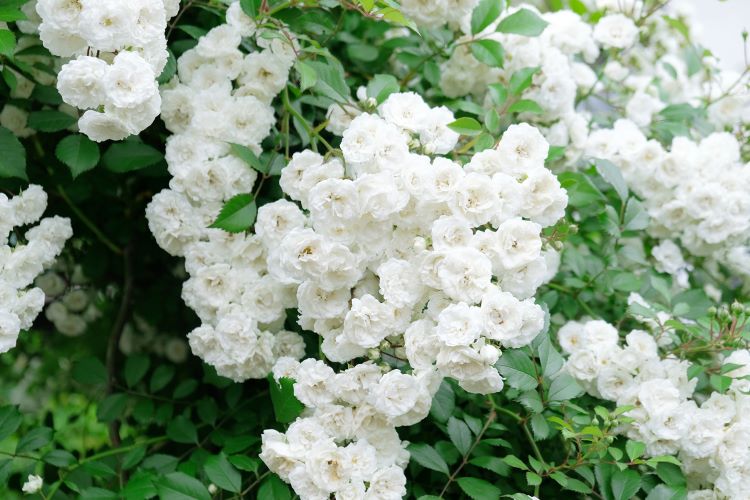 ミニバラの育て方｜剪定や植え替え、鉢植えのコツを紹介します