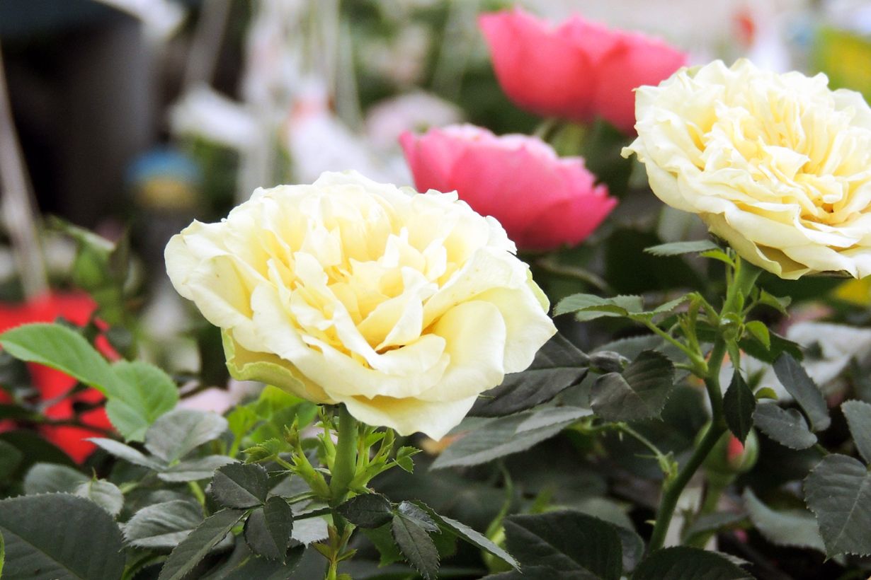 ミニバラの育て方 剪定や植え替え 冬越しの方法を紹介します となりのカインズさん