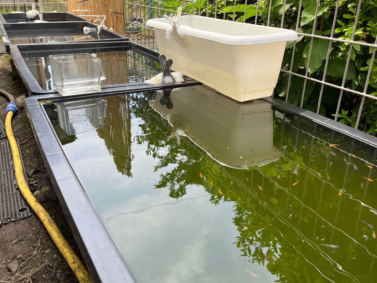 ホームセンターで買えるメダカ容器は メダカ専門店 ちゅらめだか に聞いたおすすめの容器 となりのカインズさん ホームセンターで買えるメダカ容器は メダカ専門店 ちゅらめだか に聞いたおすすめの容器 となりのカインズさん