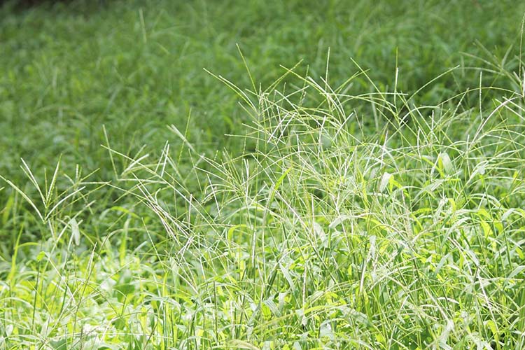 メヒシバの駆除方法｜厄介なメヒシバの特性や予防と対策も紹介