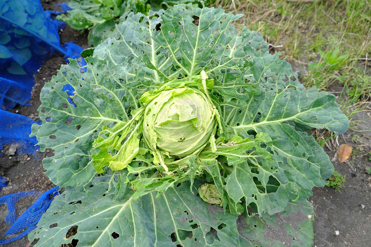 アオムシの駆除と予防方法 注意すべき点をあわせて解説 となりのカインズさん