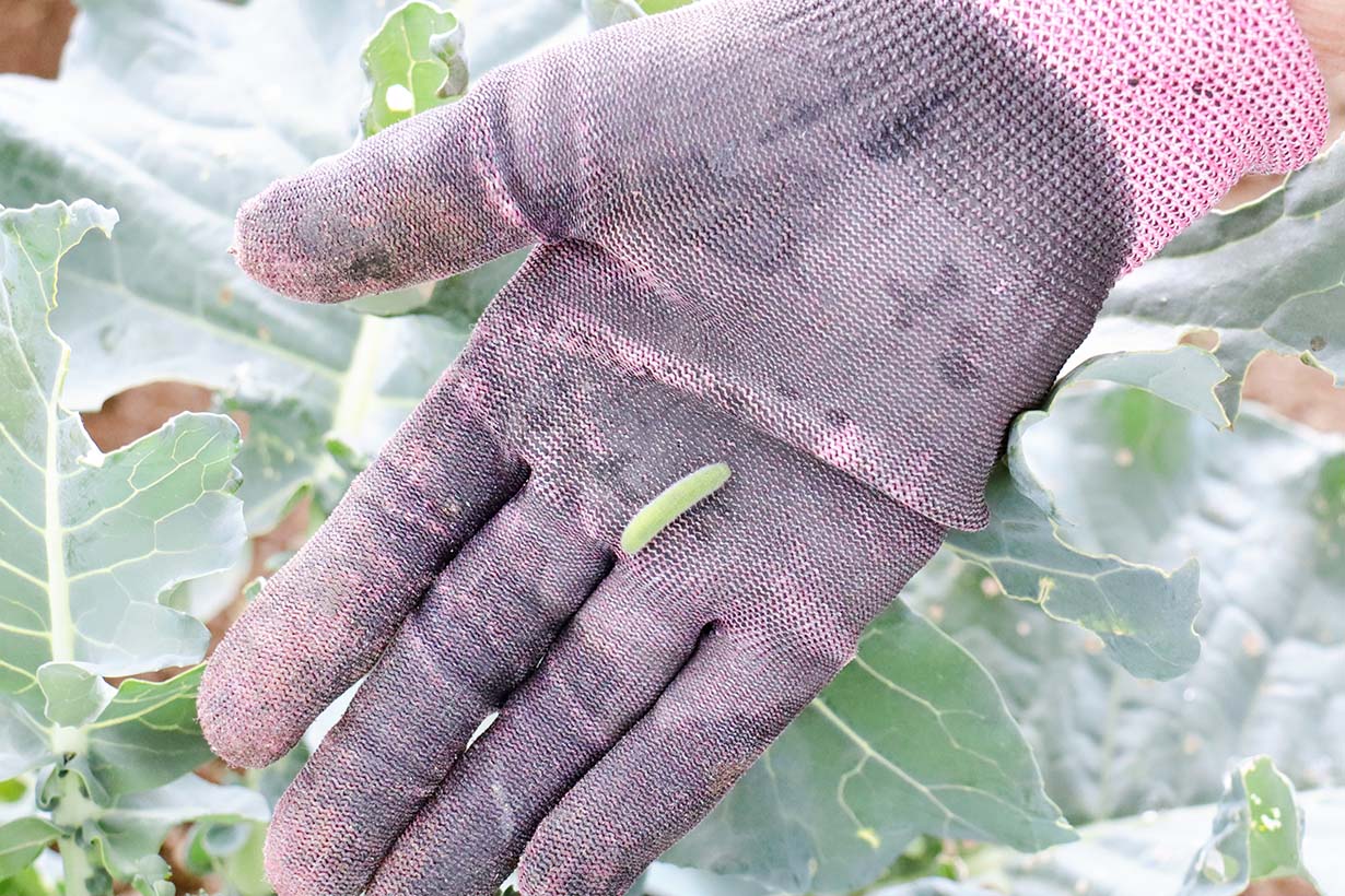 アオムシの駆除と予防方法 注意すべき点をあわせて解説 となりのカインズさん