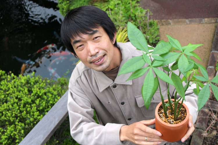 パキラの育て方！ 枯れる原因は？ おすすめ肥料｜植え替え・剪定方法を解