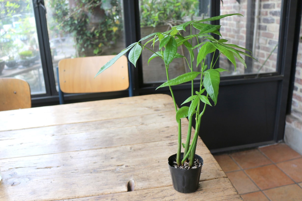 パキラの育て方 枯れる原因は おすすめ肥料 植え替え 剪定方法を解説 となりのカインズさん