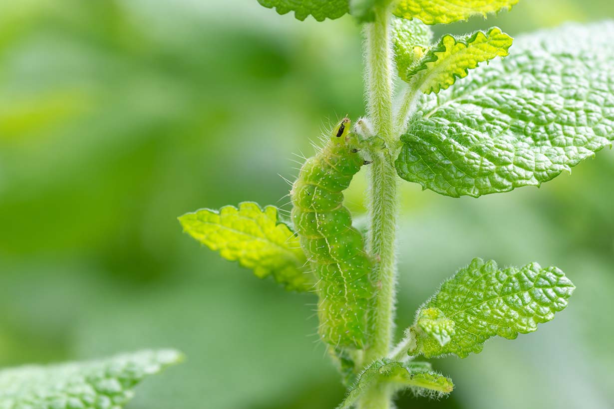 アスターが被害に遭いやすい害虫 病気をエゾギクと宿根アスターに分けて解説 となりのカインズさん