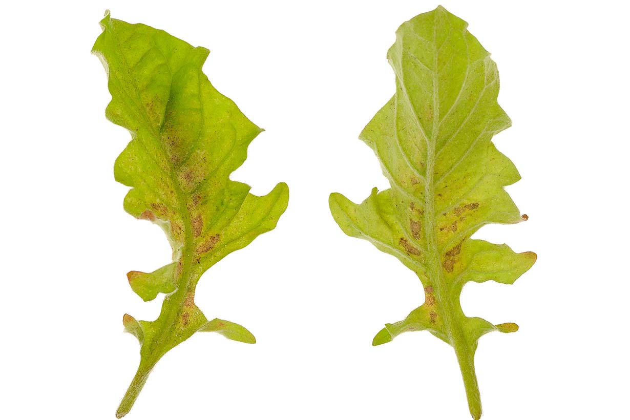 アスターが被害に遭いやすい害虫 病気をエゾギクと宿根アスターに分けて解説 となりのカインズさん