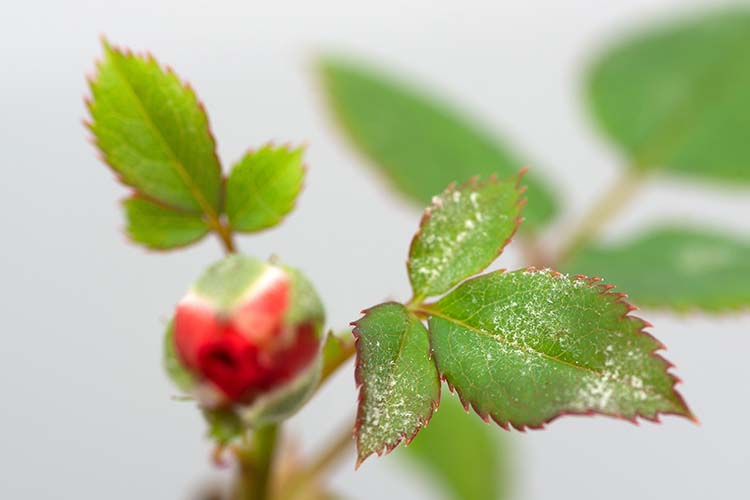 灰色カビ病とは? 感染原因や対策・治療方法を詳しく解説