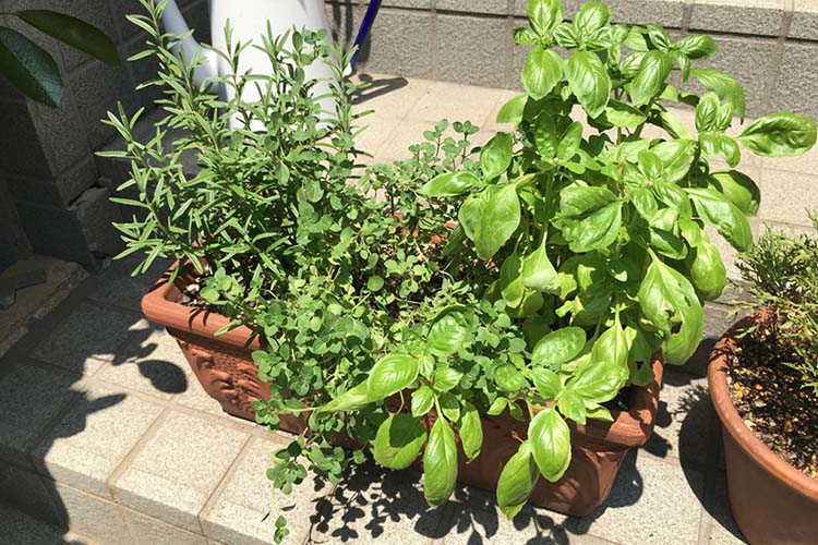 ハーブの寄せ植えの方法とは？相性のよい組み合わせも紹介します