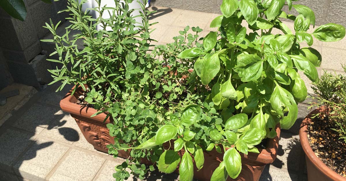ハーブの寄せ植えの方法とは 相性のよい組み合わせも紹介します となりのカインズさん