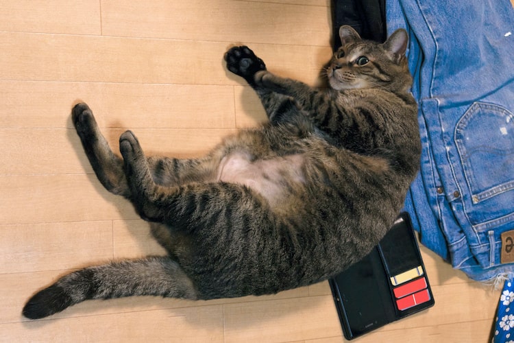 【獣医師監修】愛猫が太ってきた？猫のダイエットを始めるべき基準と方法とは