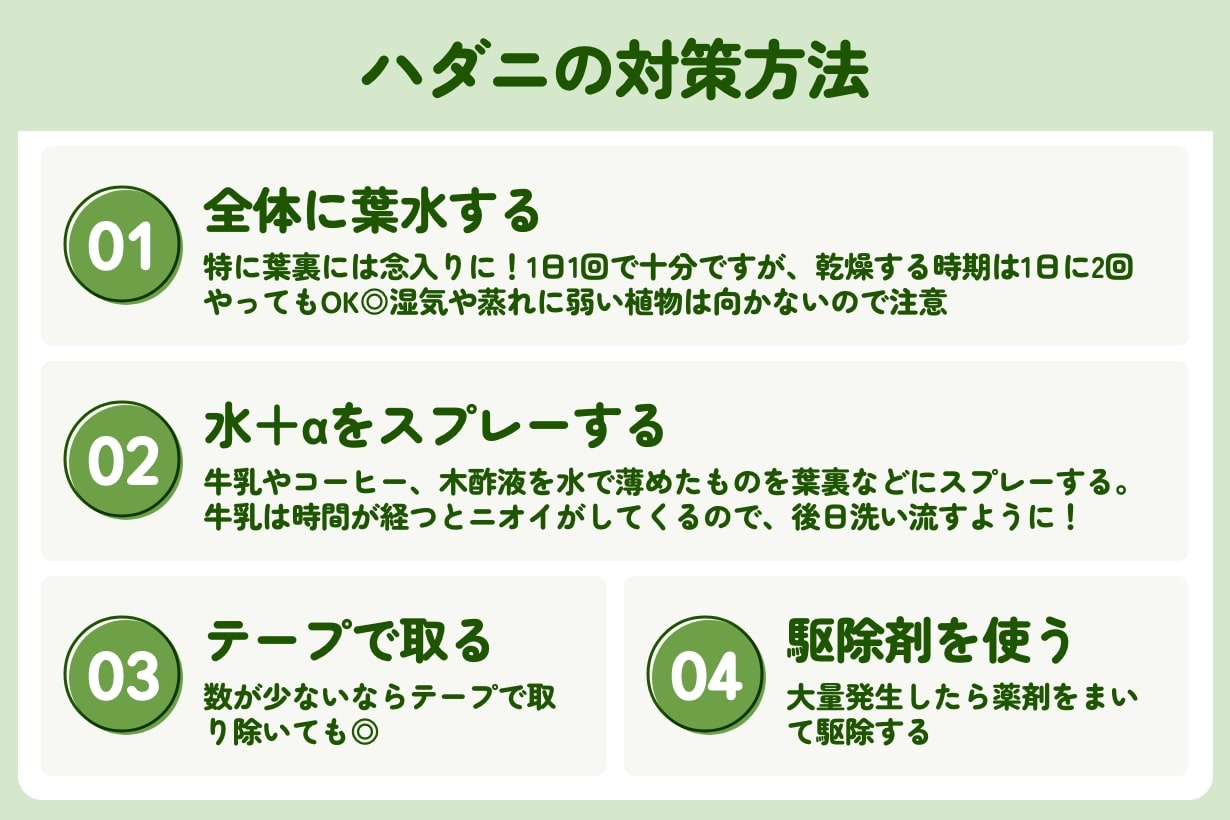 ハダニ対策｜重曹や木酢液・牛乳は効果ある？ハダニの特徴や被害も解説 | となりのカインズさん