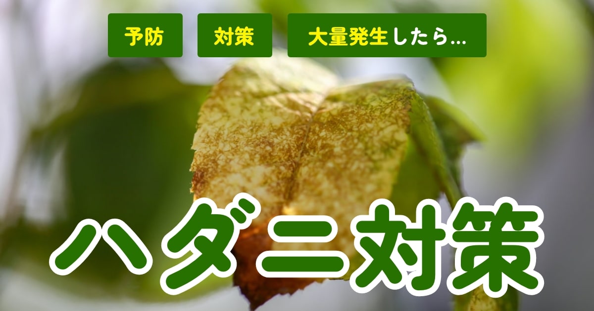 ハダニに有効な薬剤は何ですか? _ 沈丁花 育てかた完全ガイド – VLWTMY