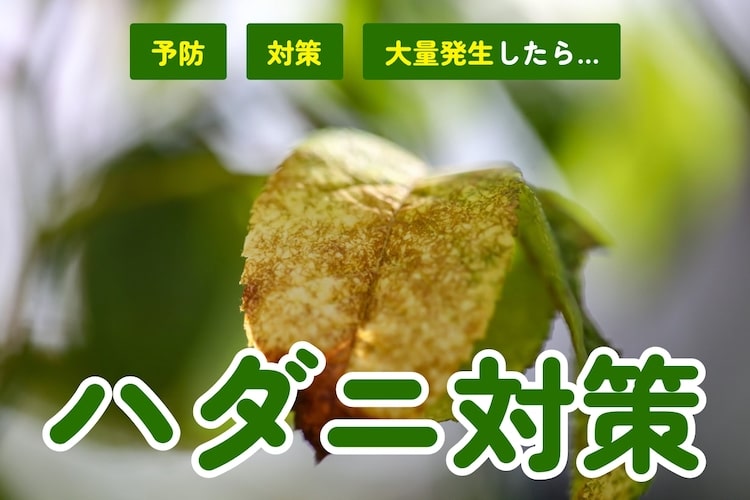 ハダニ対策｜重曹や木酢液・牛乳は効果ある？ハダニの特徴や被害も解説