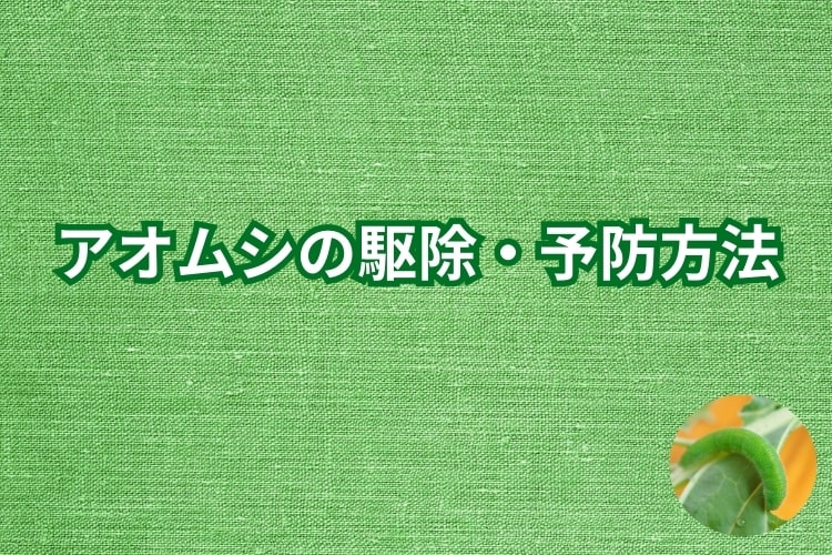 アオムシの駆除と予防方法、注意すべき点をあわせて解説！