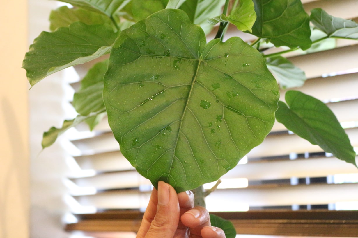 ウンベラータ ウンベラータ10号【東京・神奈川限定配送商品】/盆栽、多肉植物、塊根