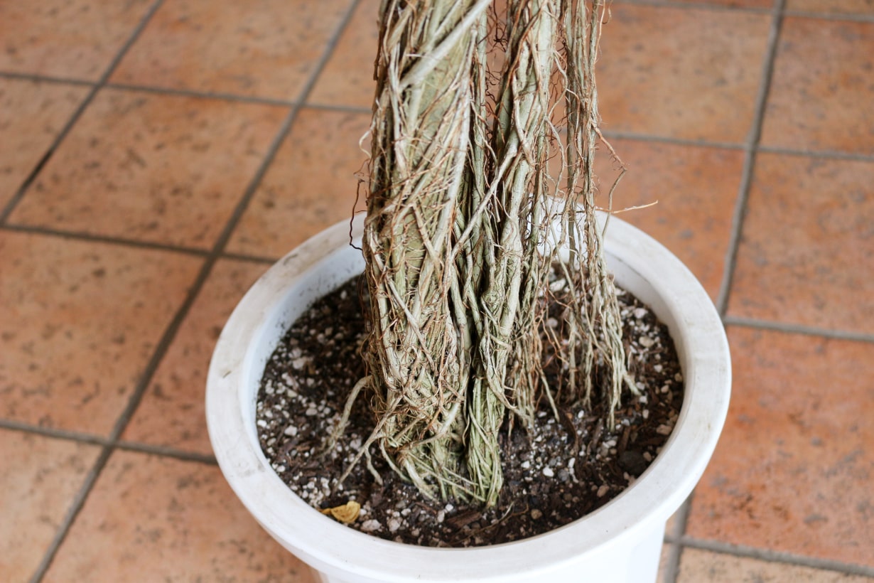うんべらーた ウンベラータ 092502 販売・通販 ［詳細ページ］ *tree tree*