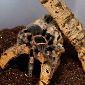 実はペット向きなタランチュラ！ 飼い方のコツや人気の種類、毒性などを紹介