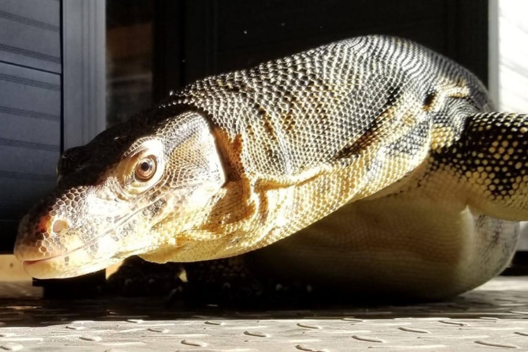 【オオトカゲの飼い方】扱いやすい種類や飼育上の注意点を解説！