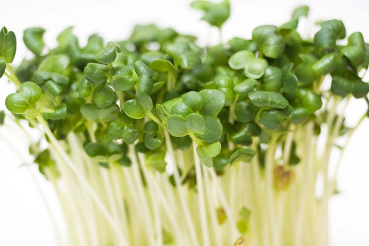 かいわれ大根の育て方｜水耕栽培&土で育てる方法、水やりのコツなども紹介します