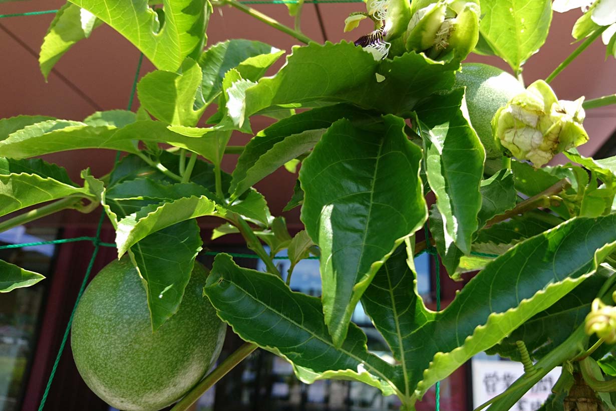 パッションフルーツ トケイソウ の育て方 栽培の方法や食べ方も解説 となりのカインズさん