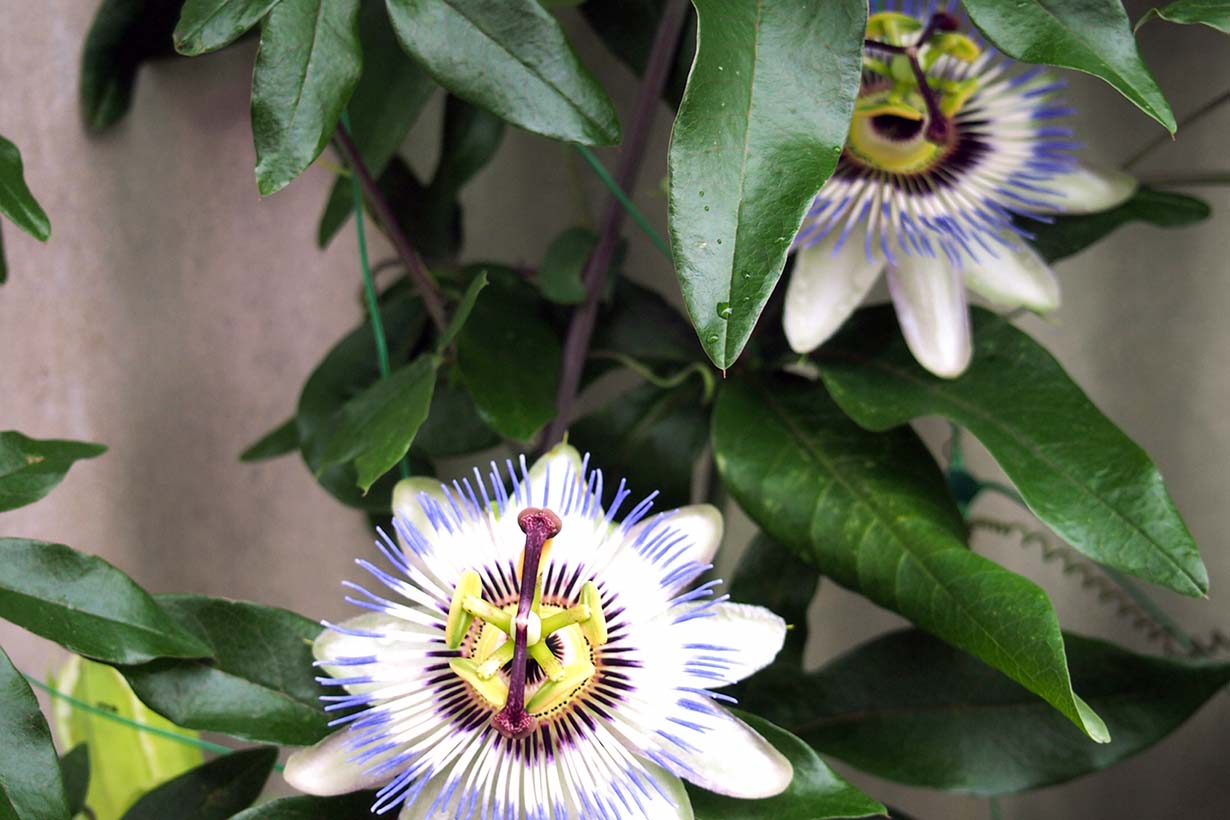 パッションフルーツ トケイソウ の育て方 栽培の方法や食べ方も解説 となりのカインズさん